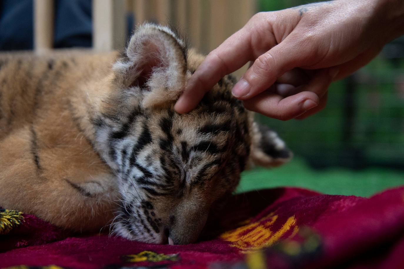 El cachorro de tigre de Bengala que ha nacido en un rinconcito de Cádiz