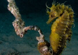 Prometedor hallazgo: localizan tres colonias de caballitos de mar en Cádiz