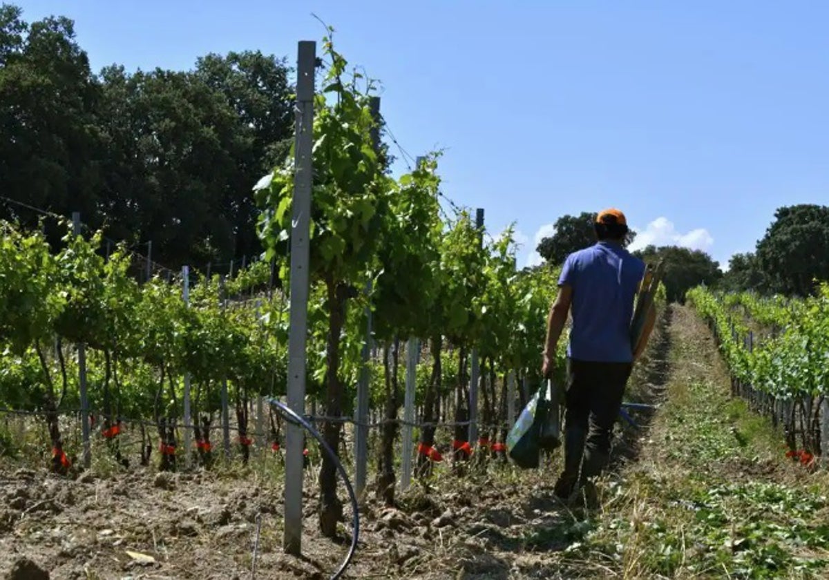 Se busca castrador para Jerez para trabajar en la poda de la vid con navaja