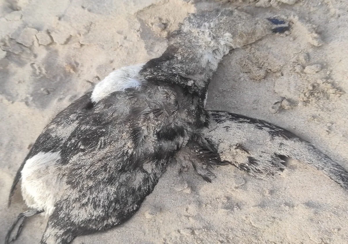 El alca encontrado muerto en la playa Victoria de Cádiz