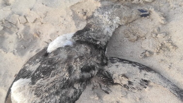 Hallan sin vida a un alca, una especie similar al pingüino, en la playa Victoria de Cádiz