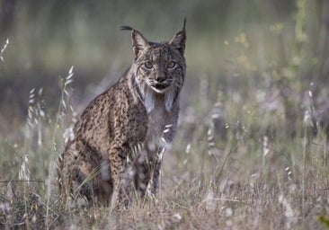 Nacen dos linces ibéricos en el Centro de Conservación de la Biodiversidad Zoo de Jerez pero sólo sobrevive uno