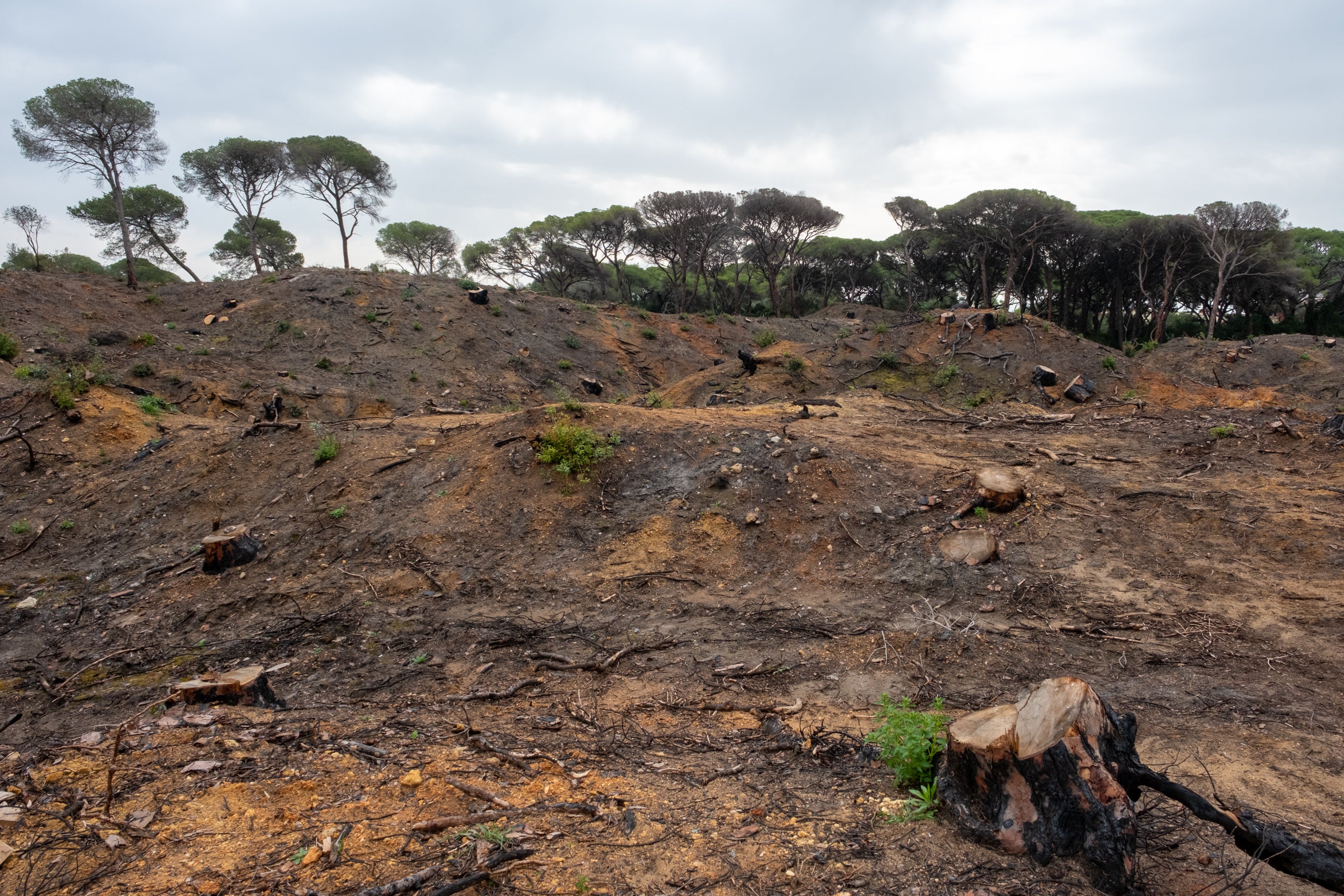 Fotos: Así está Las Canteras siete meses después del incendio