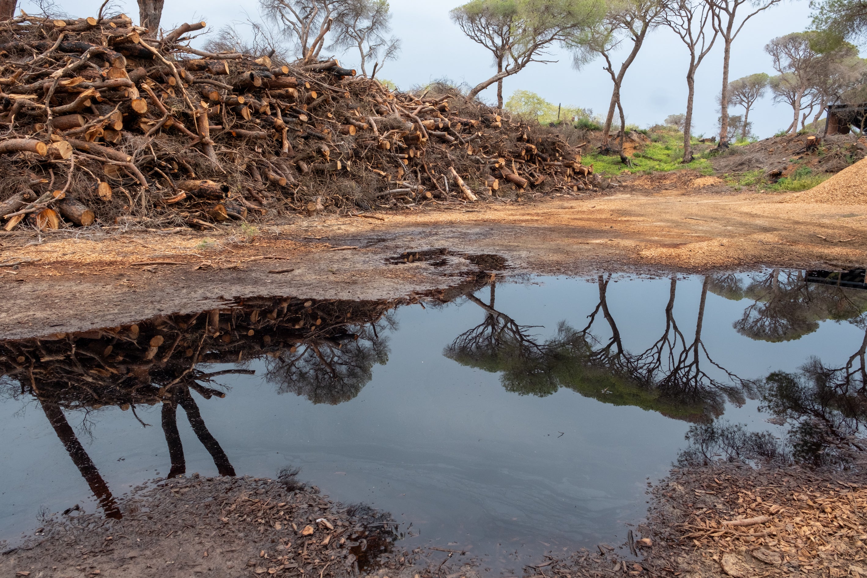 Fotos: Así está Las Canteras siete meses después del incendio
