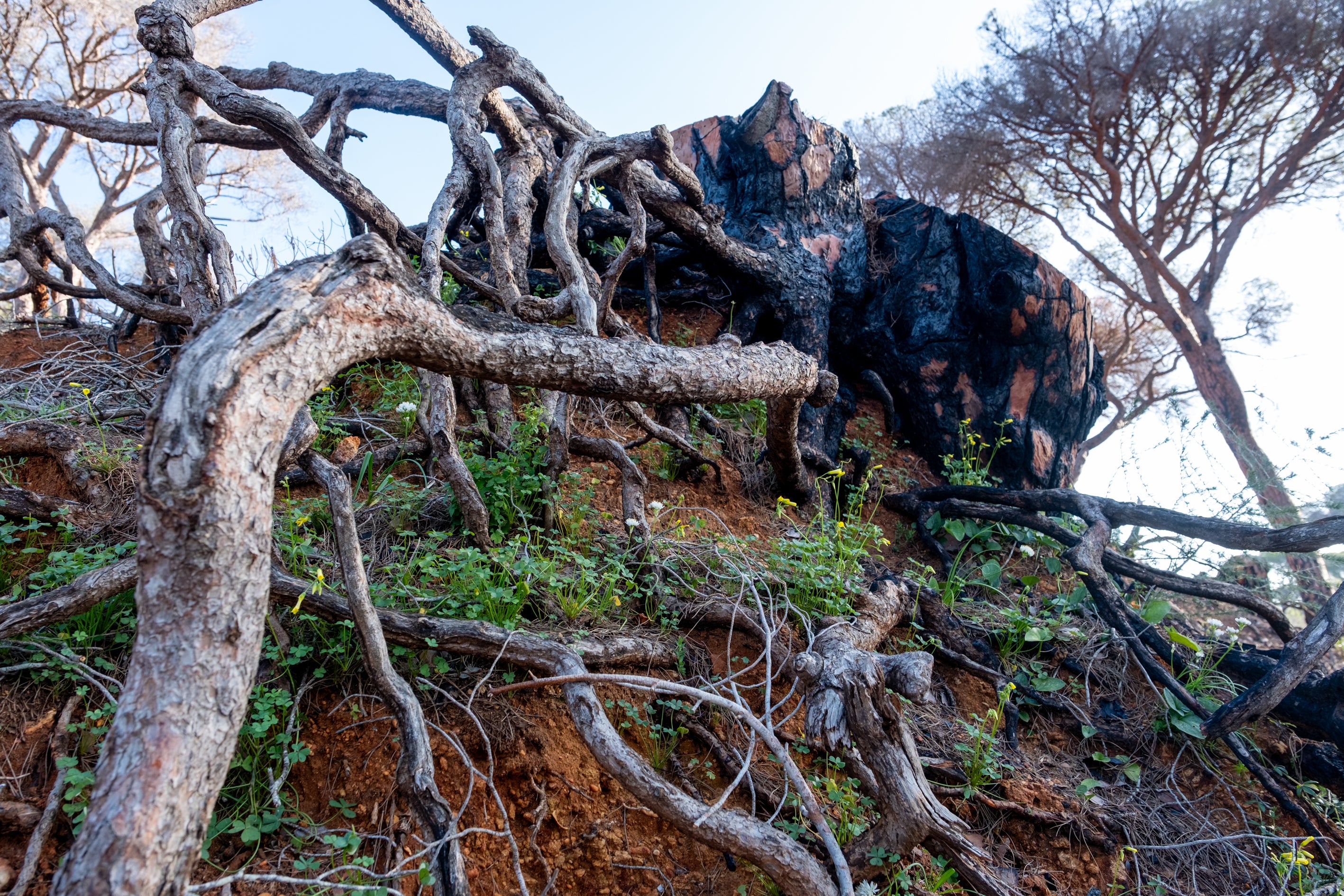 Fotos: Así está Las Canteras siete meses después del incendio