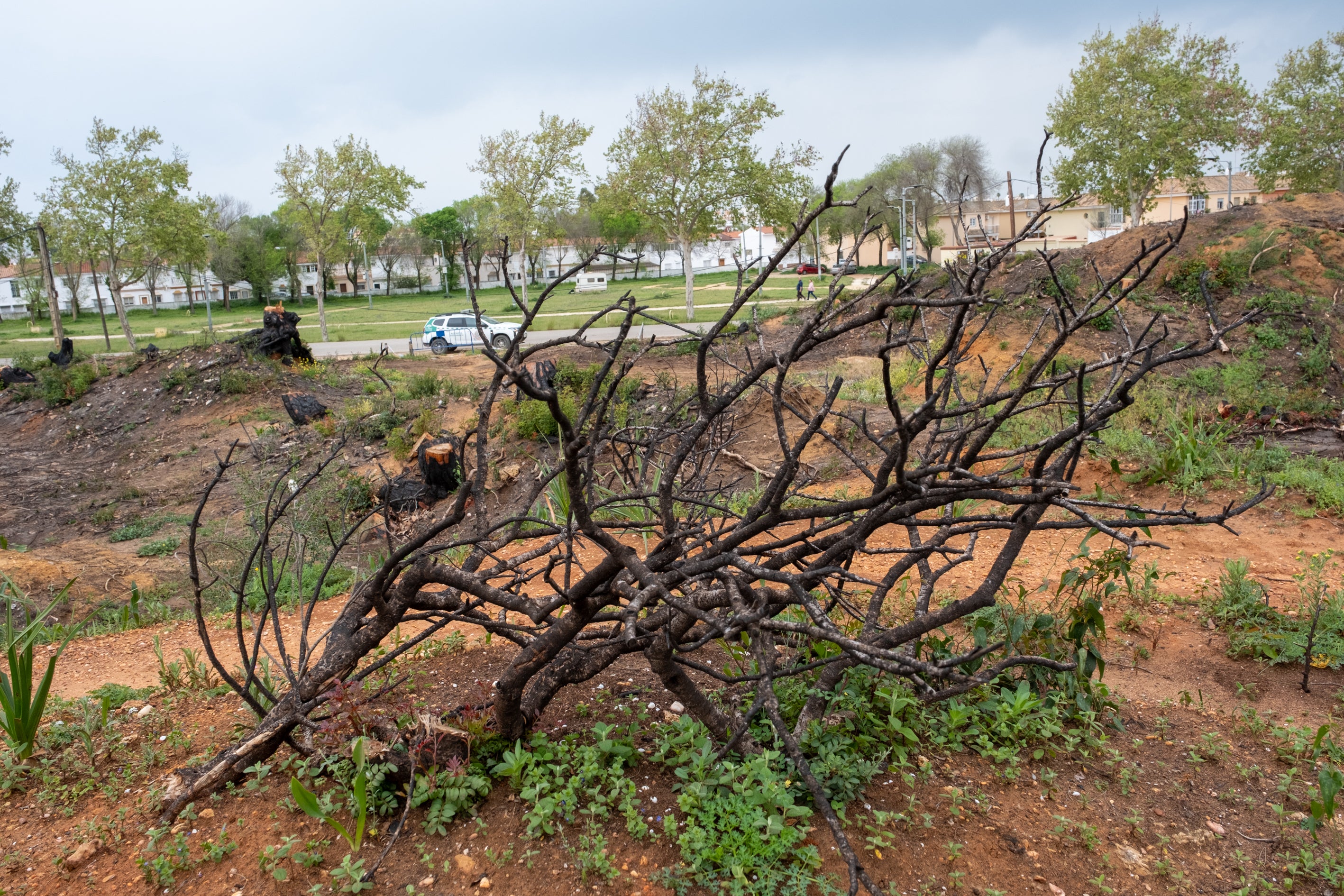Fotos: Así está Las Canteras siete meses después del incendio