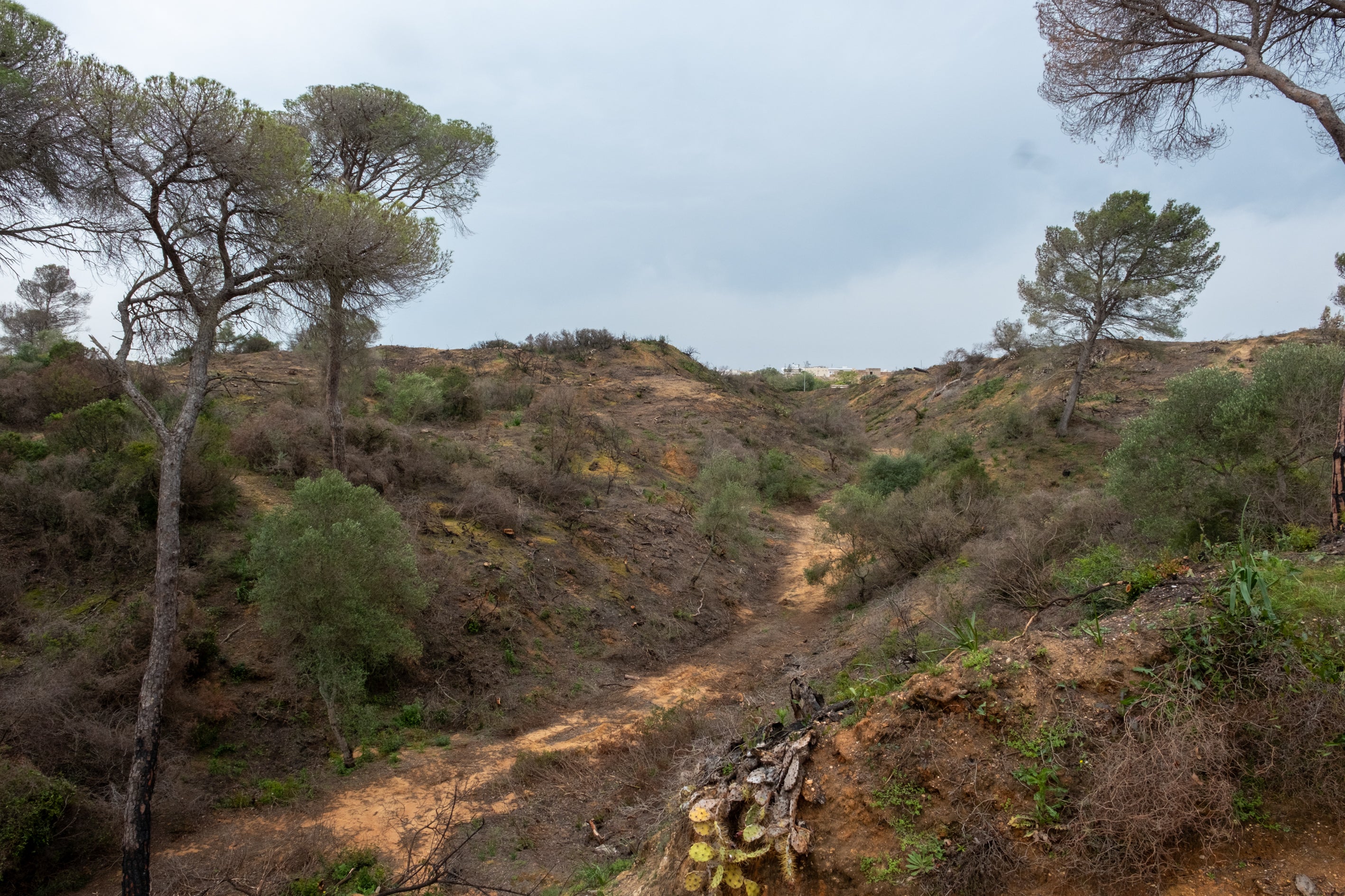 Fotos: Así está Las Canteras siete meses después del incendio
