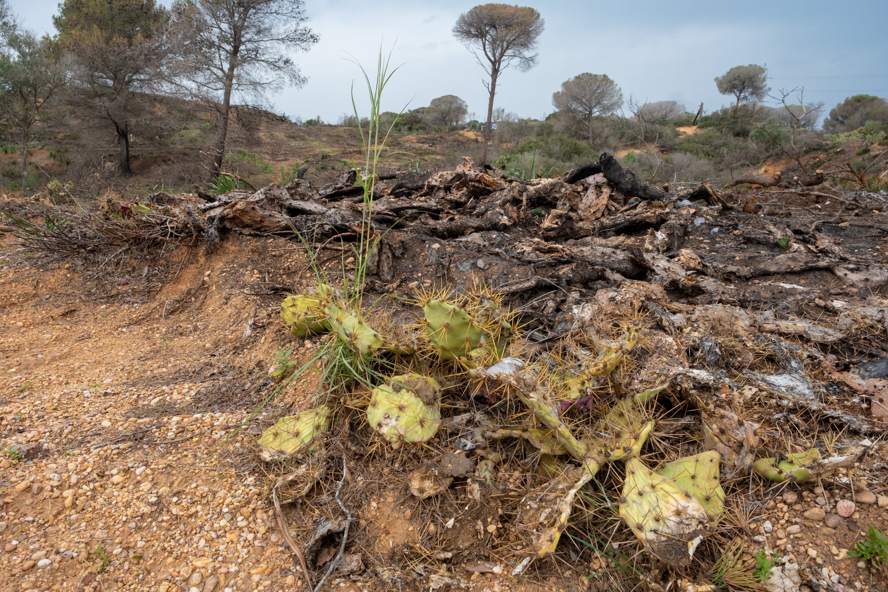 Fotos: Así está Las Canteras siete meses después del incendio