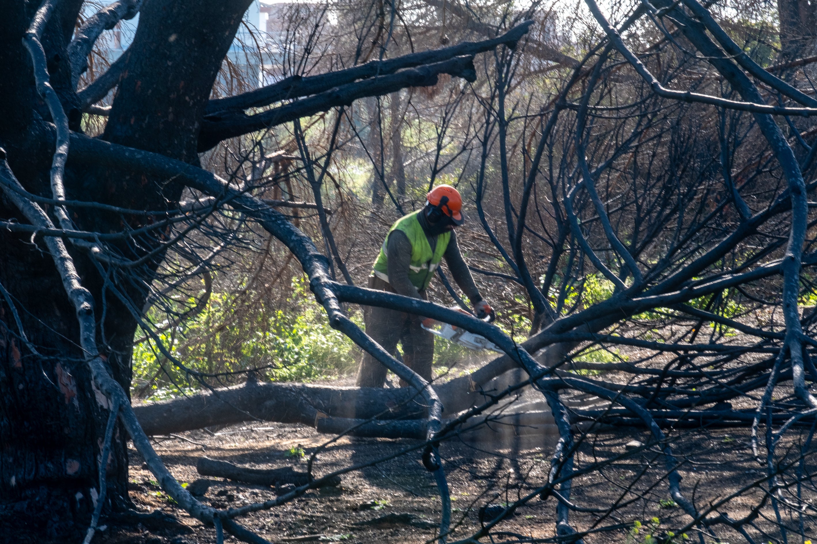 Fotos: Así está Las Canteras siete meses después del incendio