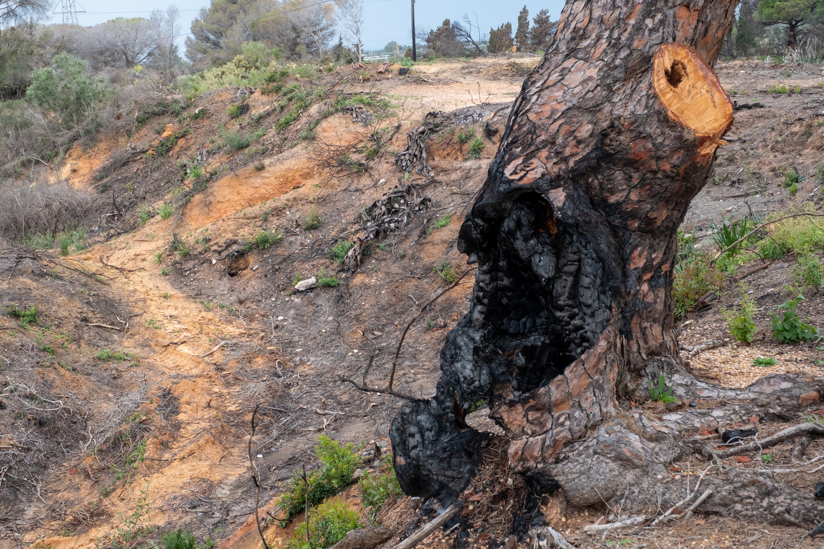 Fotos: Así está Las Canteras siete meses después del incendio