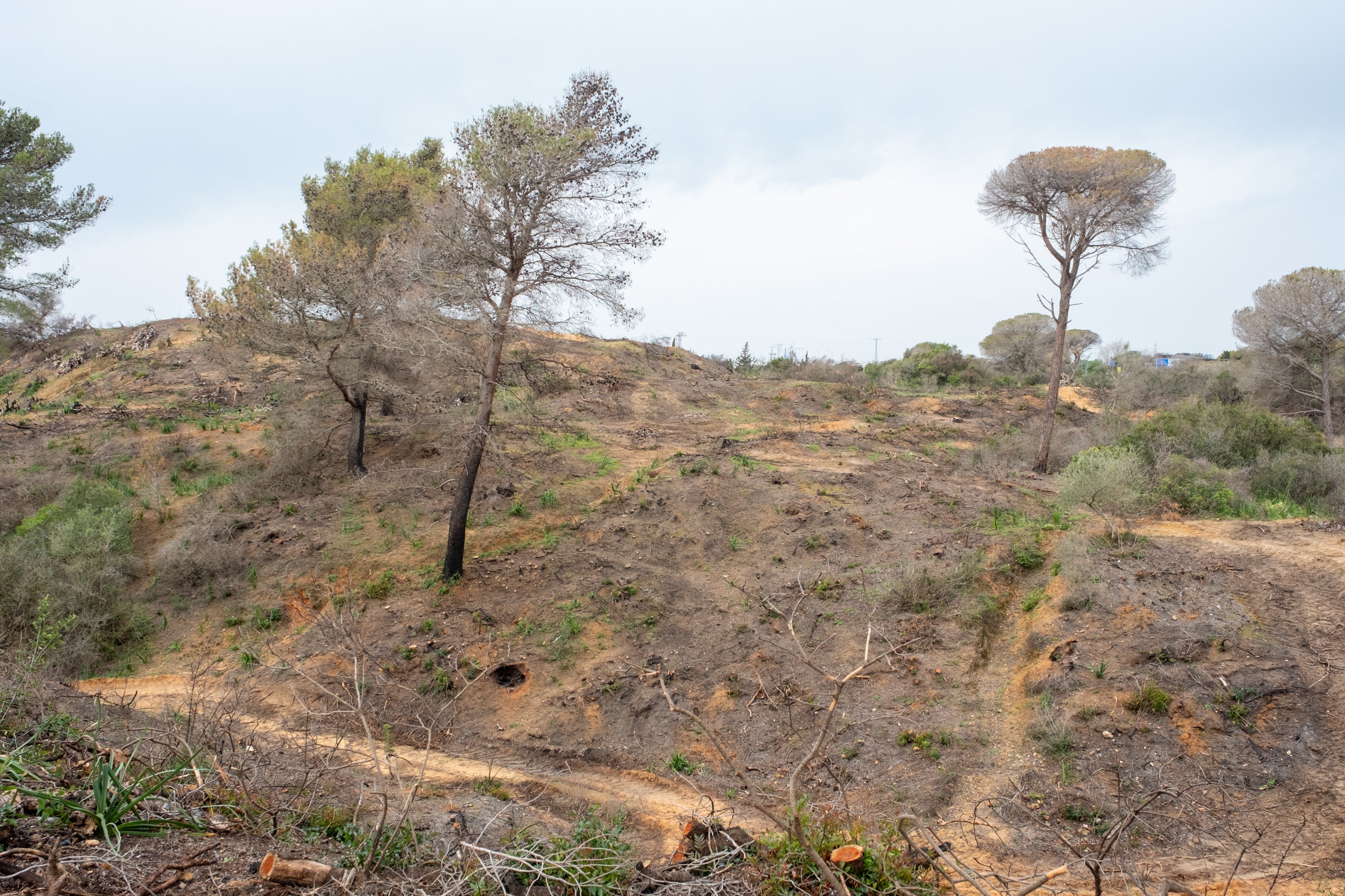 Fotos: Así está Las Canteras siete meses después del incendio