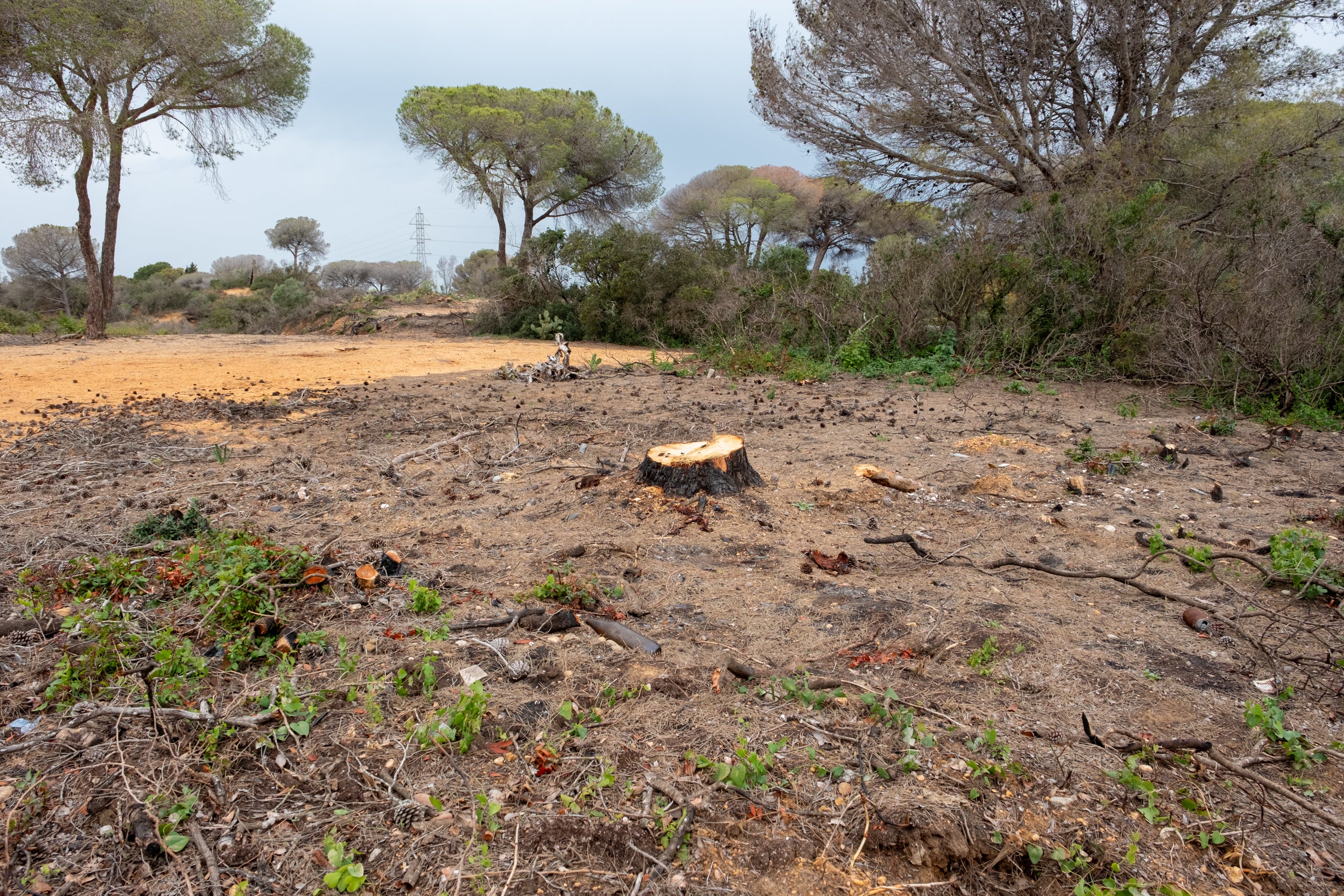 Fotos: Así está Las Canteras siete meses después del incendio