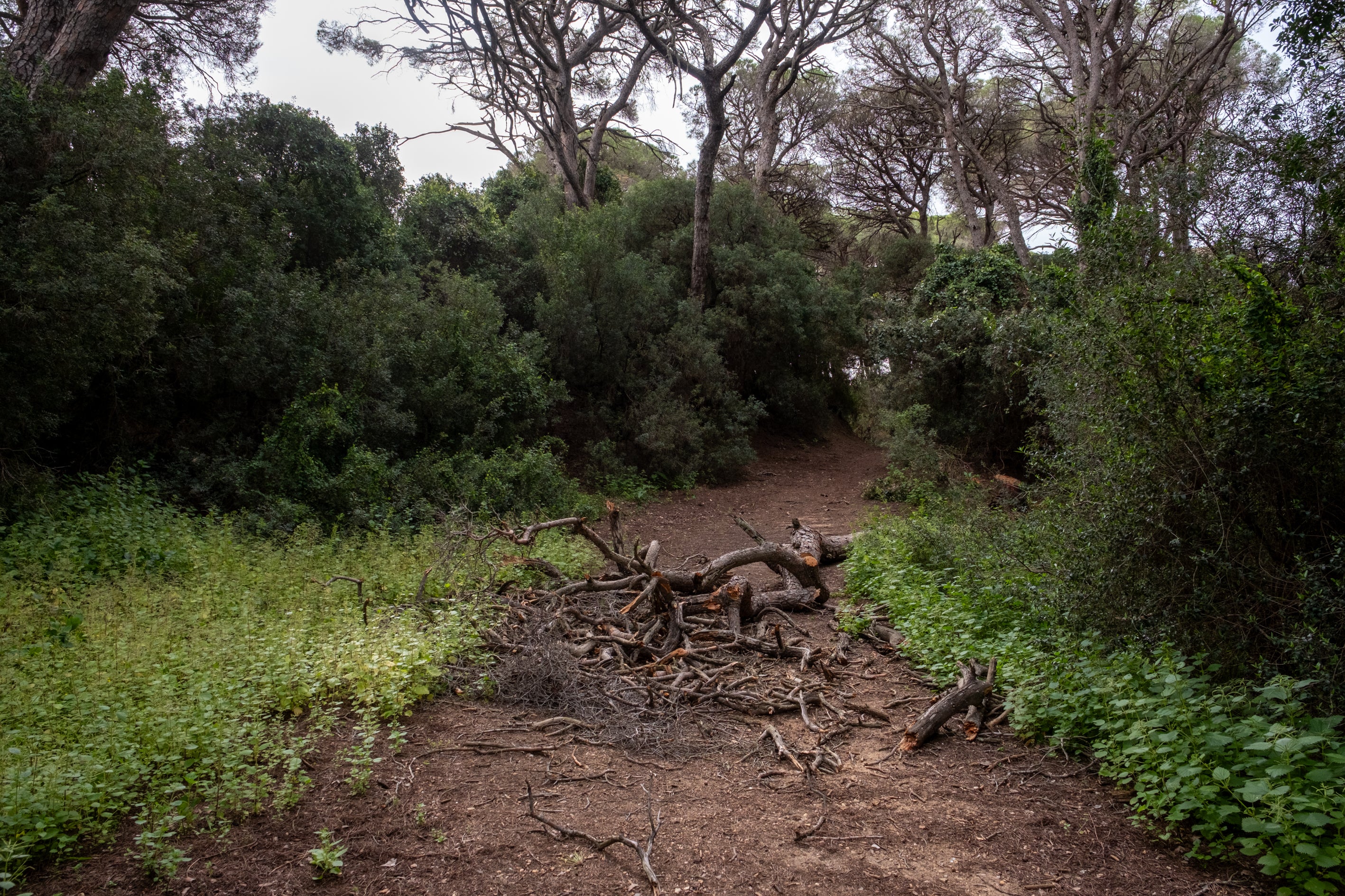 Fotos: Así está Las Canteras siete meses después del incendio