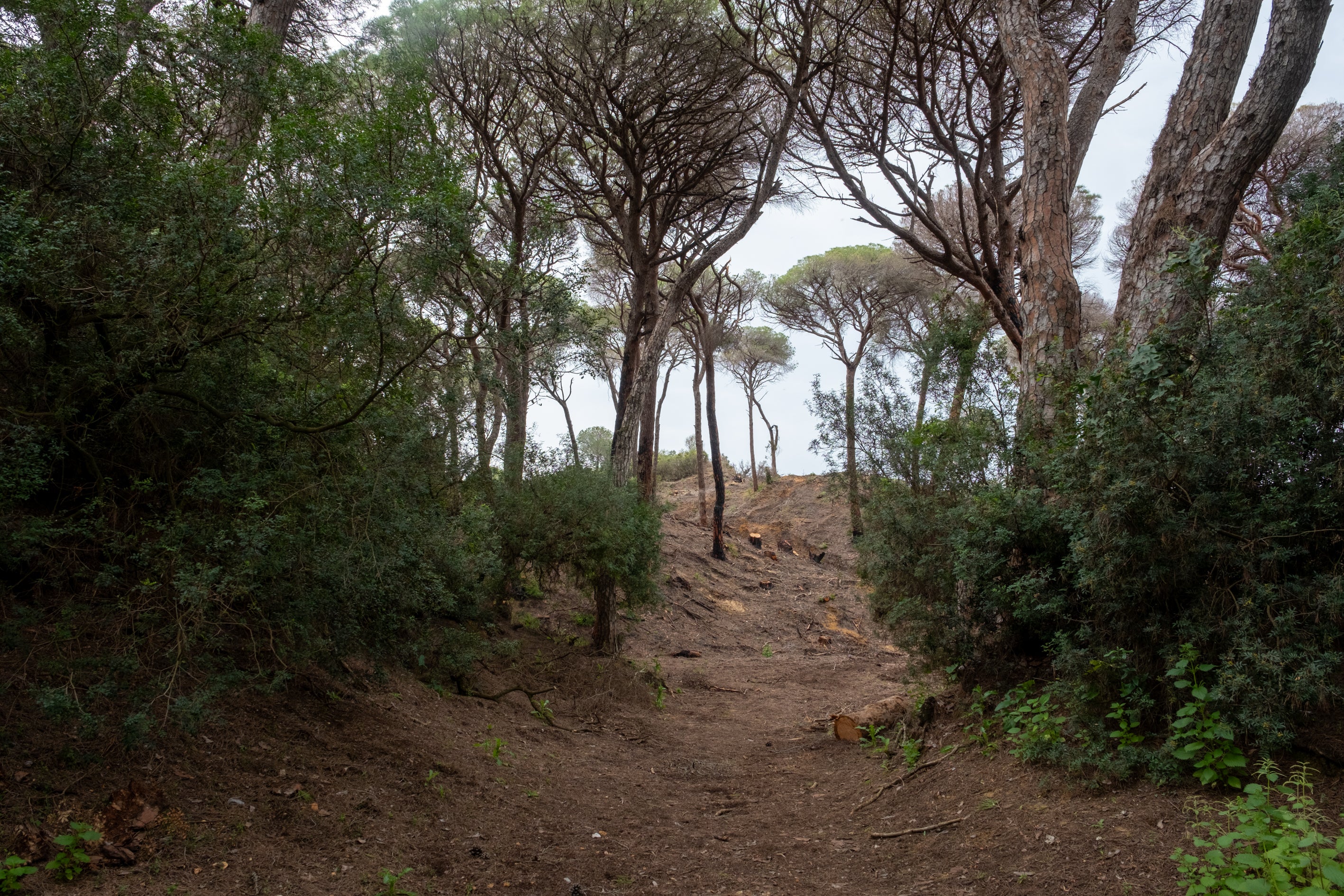 Fotos: Así está Las Canteras siete meses después del incendio