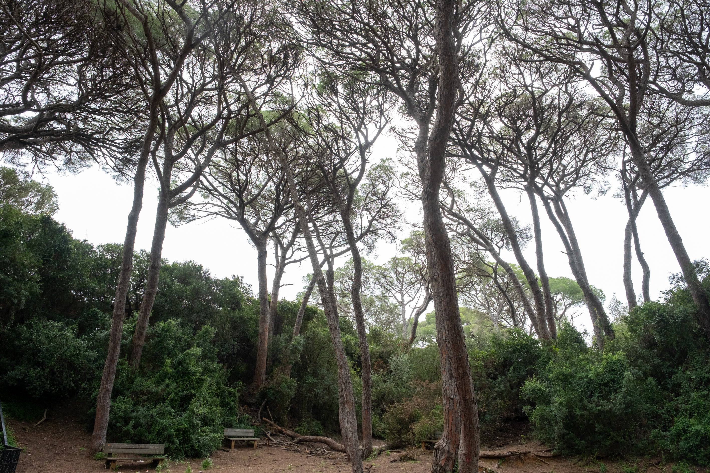 Fotos: Así está Las Canteras siete meses después del incendio