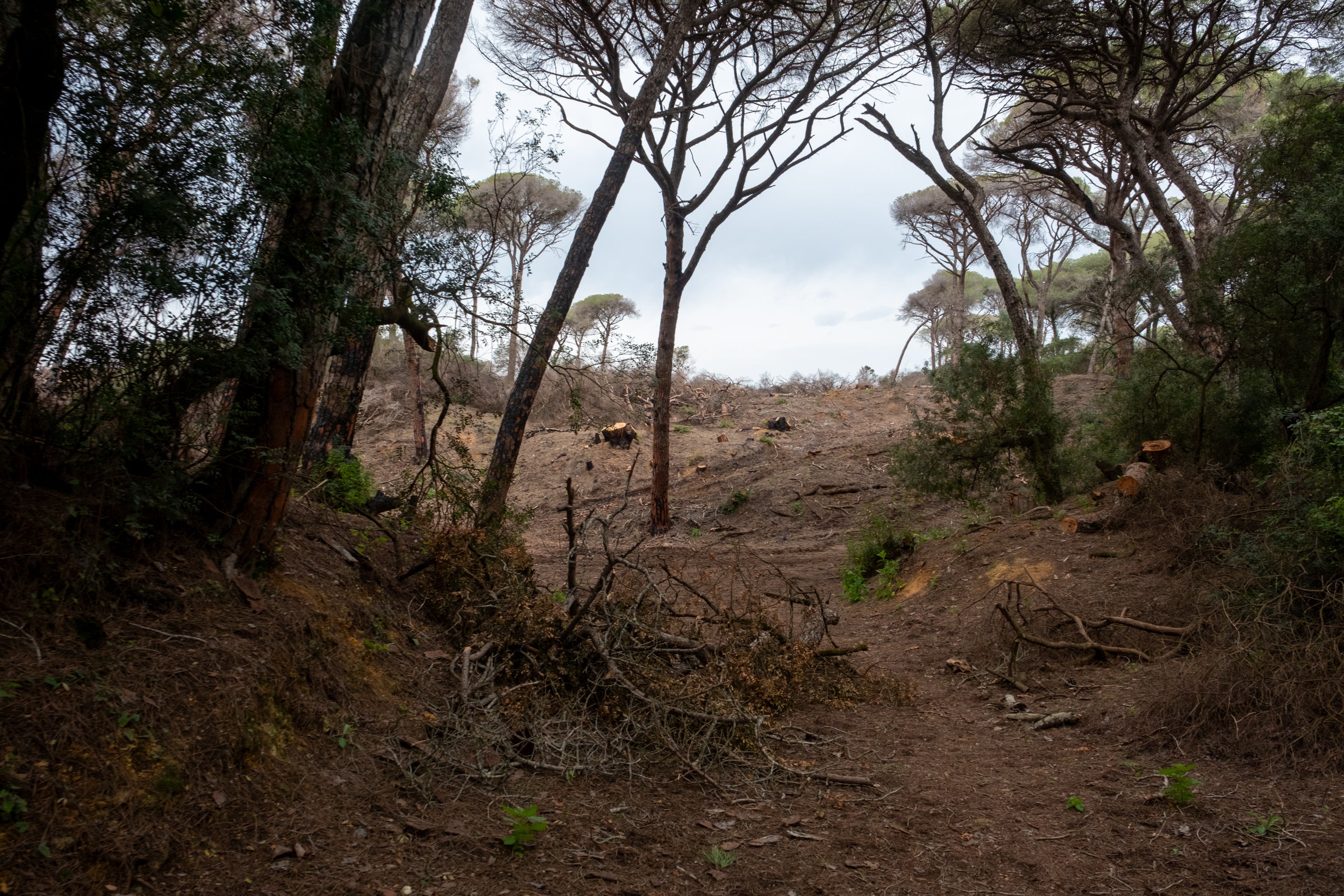 Fotos: Así está Las Canteras siete meses después del incendio