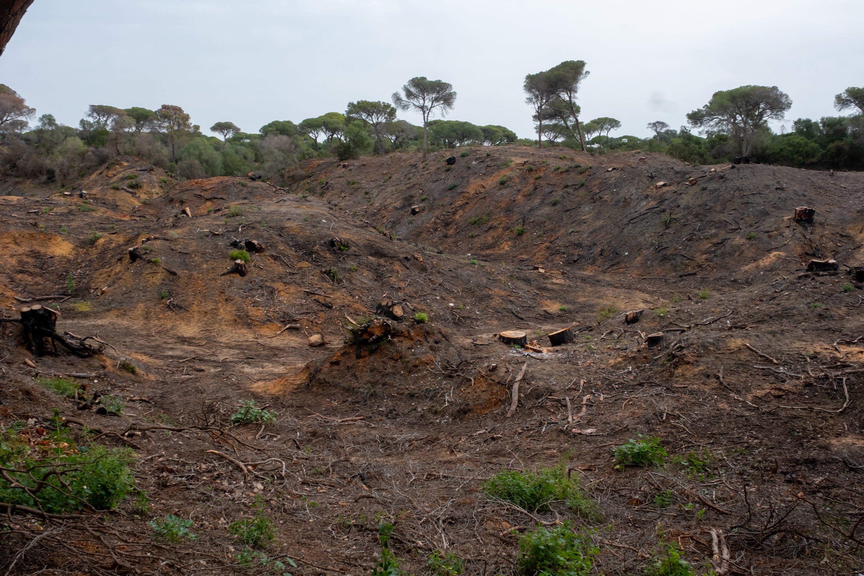 Fotos: Así está Las Canteras siete meses después del incendio