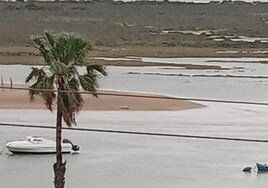 El cuerpo sin vida del perro flotando en aguas de Cádiz aparece encallado en la orilla del Algaida