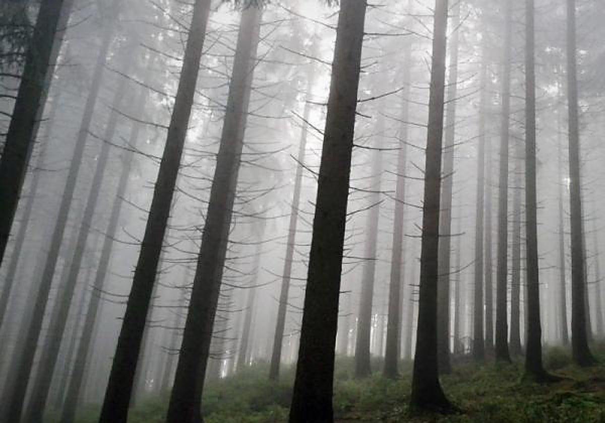 Rescatan a diez senderistas que se habían perdido de noche en Los Alcornocales
