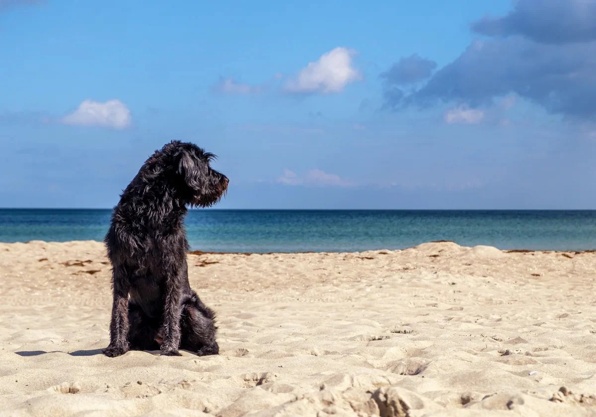 Un perro en una playa.