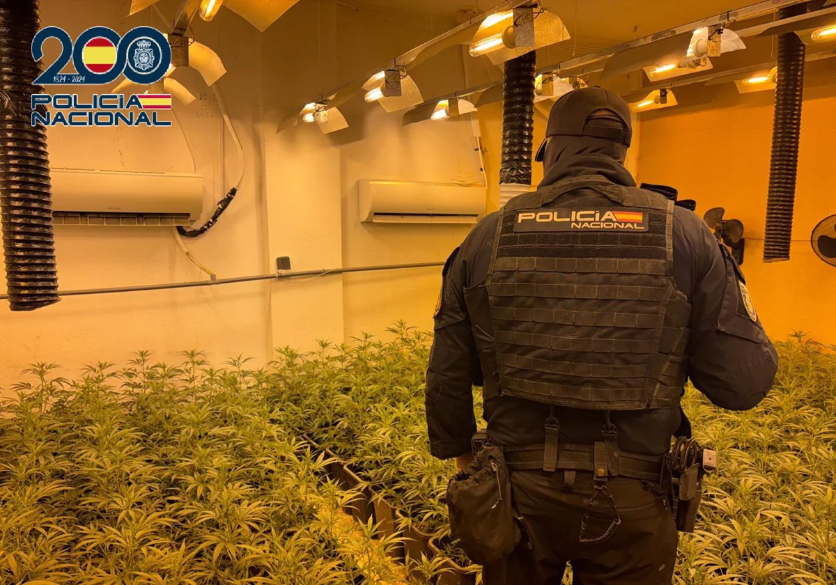 Desmanteladas con tres detenciones tres plantaciones de marihuana en Sanlúcar