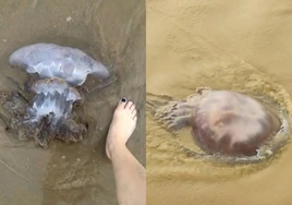 Una aplicación para conocer si hay medusas en las playas de Cádiz
