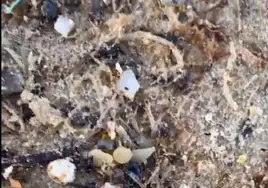Los análisis concluyen que los pélets aparecidos en la playa de Bolonia no coinciden con el vertido de Galicia