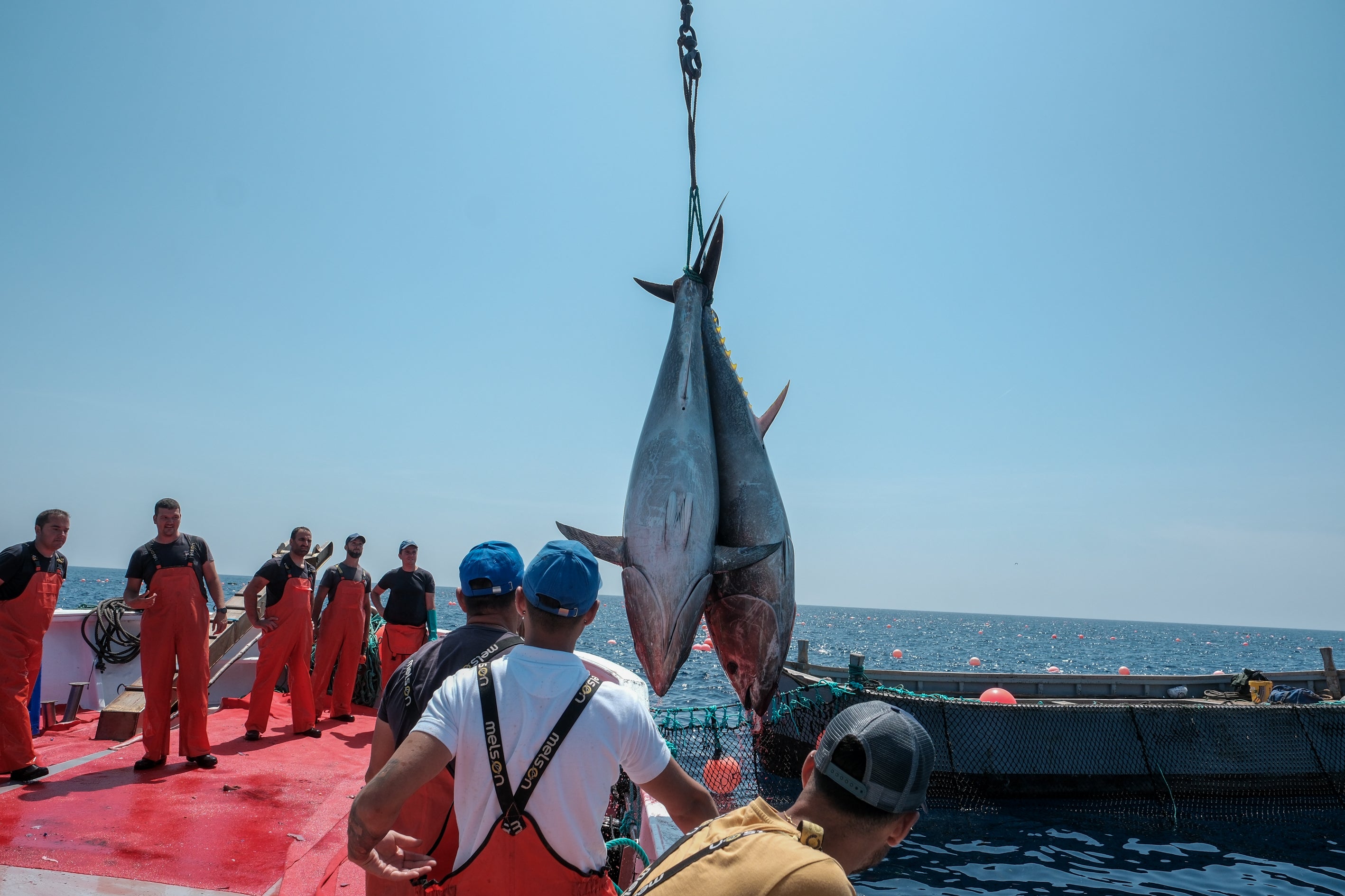 Fotos: Las imágenes de la &#039;levantá&#039; de Petaca Chico en Barbate