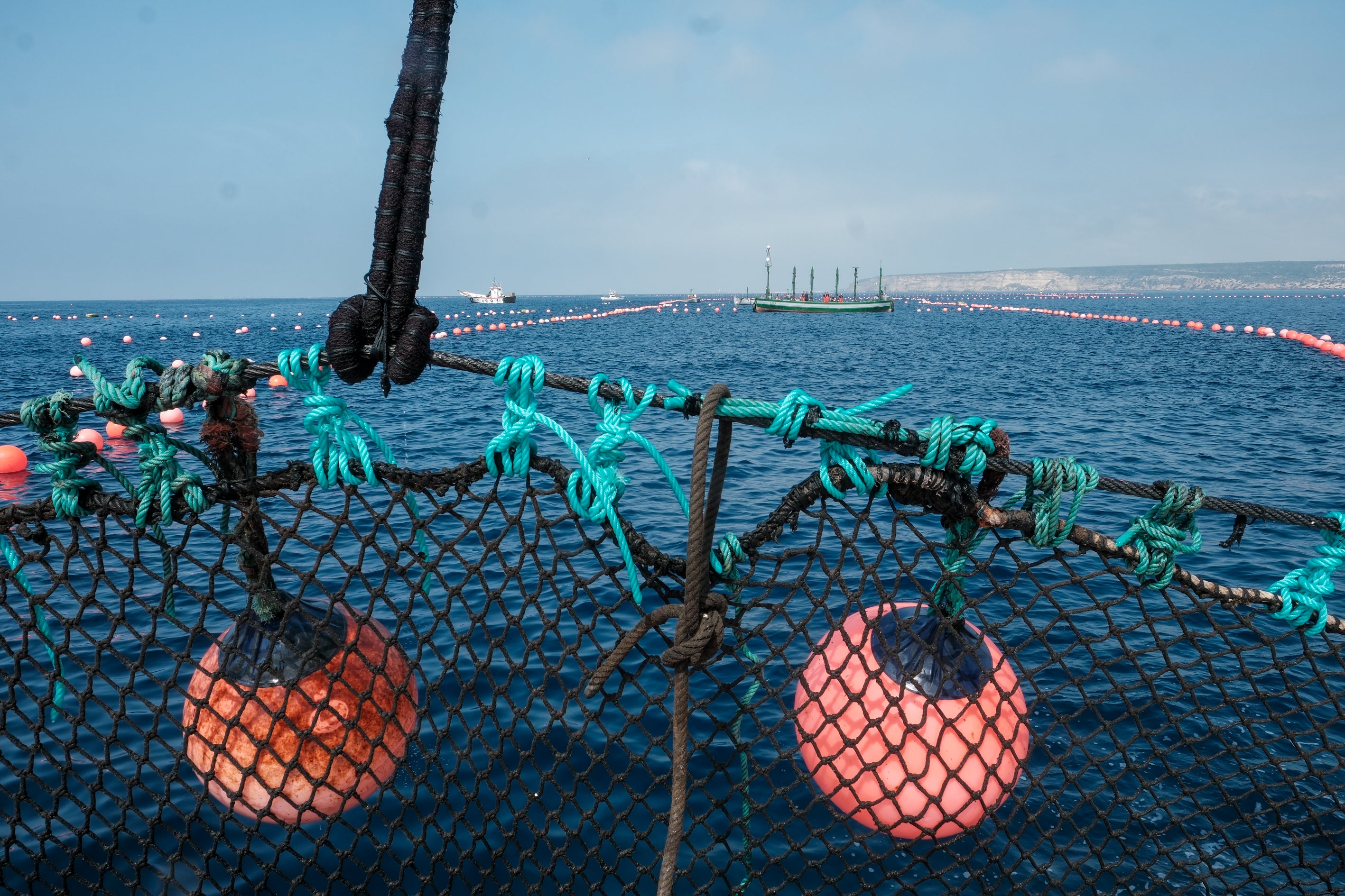 Fotos: Las imágenes de la &#039;levantá&#039; de Petaca Chico en Barbate