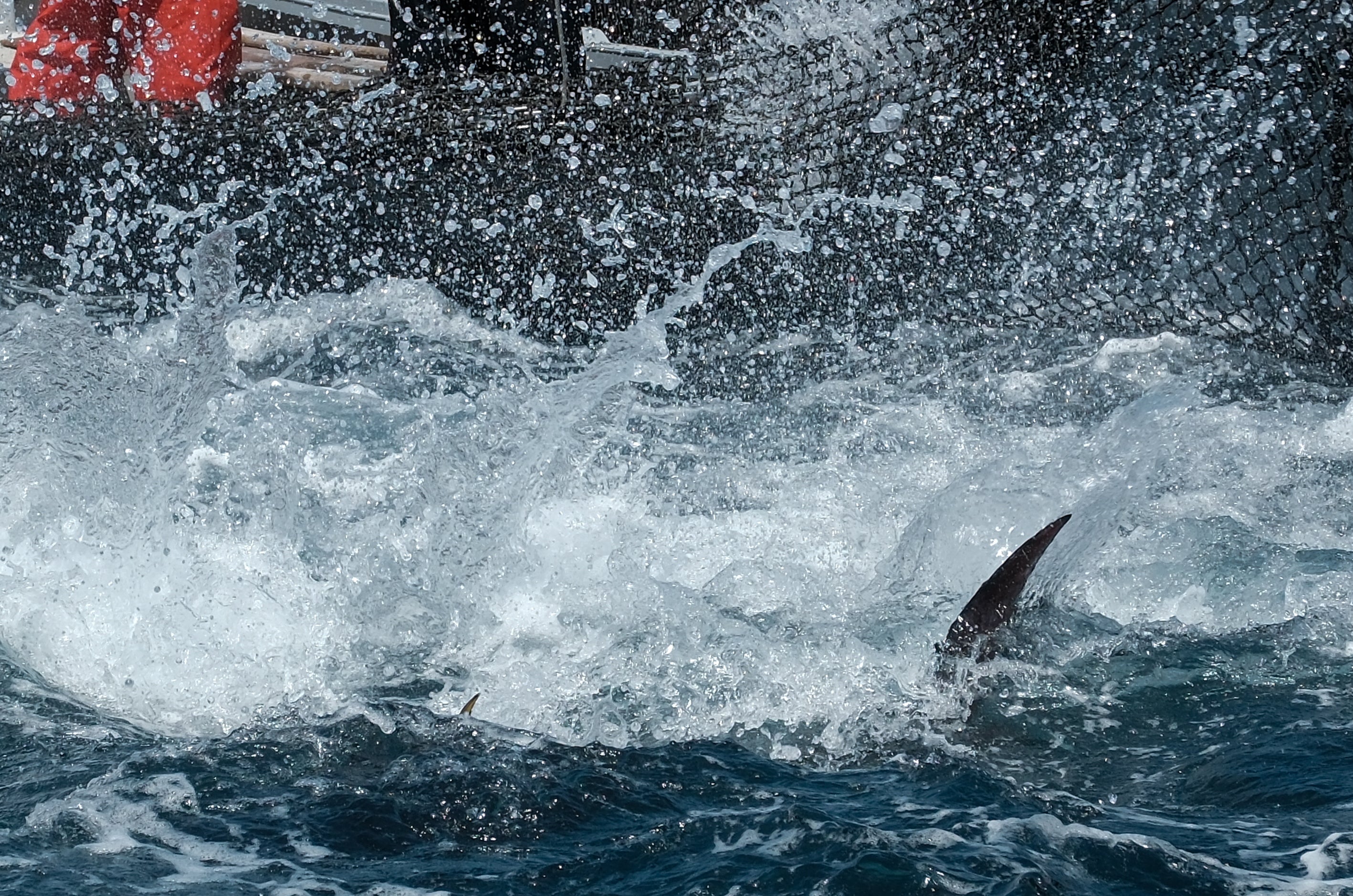 Fotos: Las imágenes de la &#039;levantá&#039; de Petaca Chico en Barbate