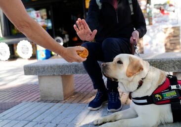 Los perros guía de la ONCE en Cádiz piden que no los distraigas con alimentos
