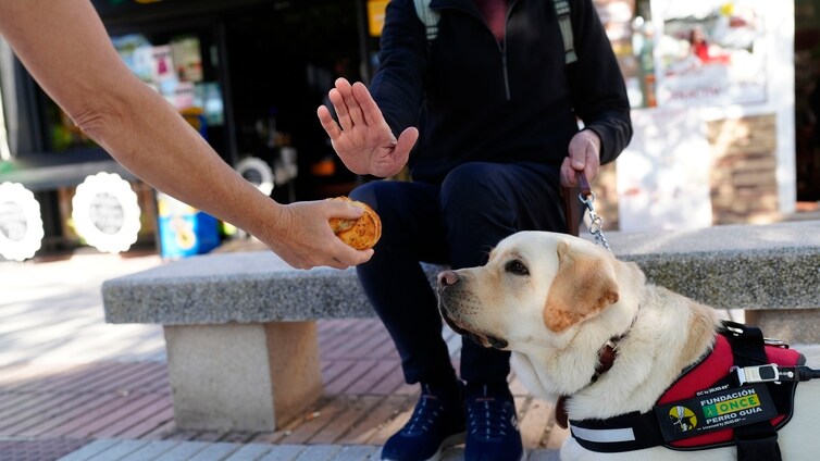Los perros guía de la ONCE en Cádiz piden que no los distraigas con alimentos