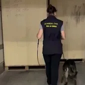 La guía de perros realiza la inspección con el animal.