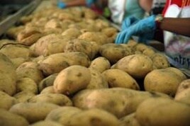 Inquietud en Sanlúcar ante el aumento de las importaciones de patatas de Egipto