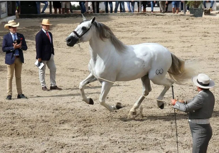 El caballo recupera protagonismo en la Feria de Jerez 2024