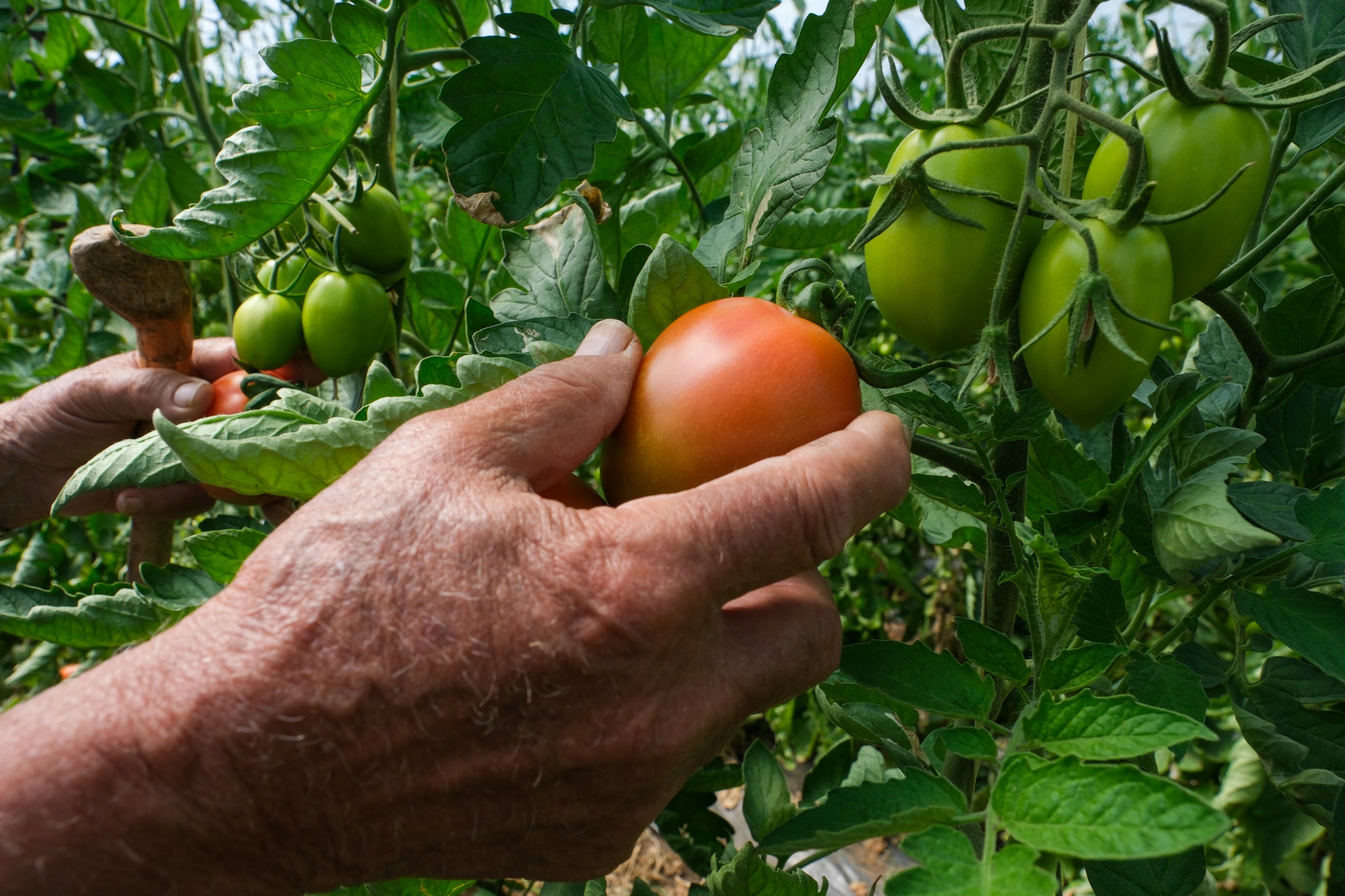 Fotos: Imágenes de una jornada de trabajo junto a los agricultores en El Palmar