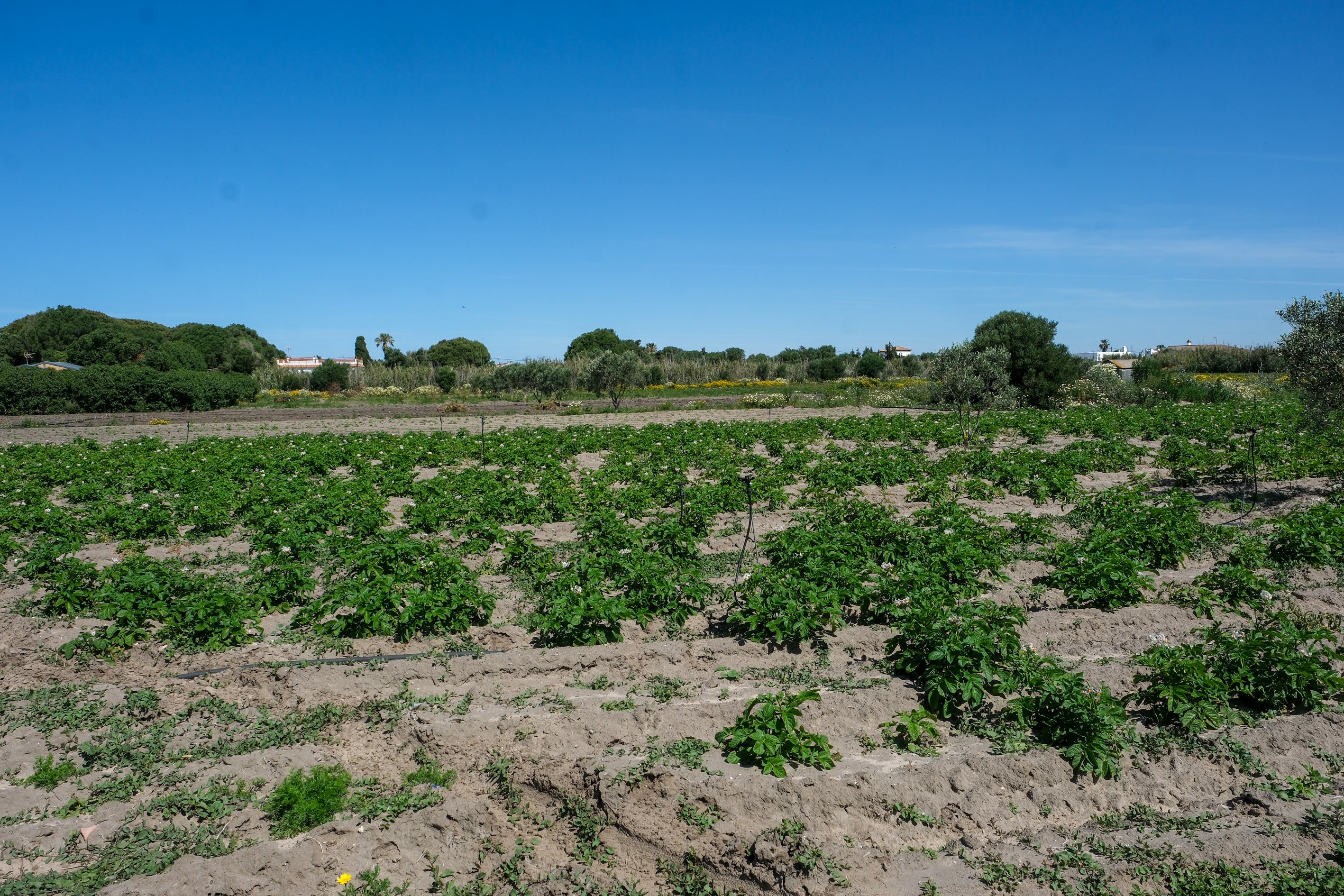 Fotos: Imágenes de una jornada de trabajo junto a los agricultores en El Palmar