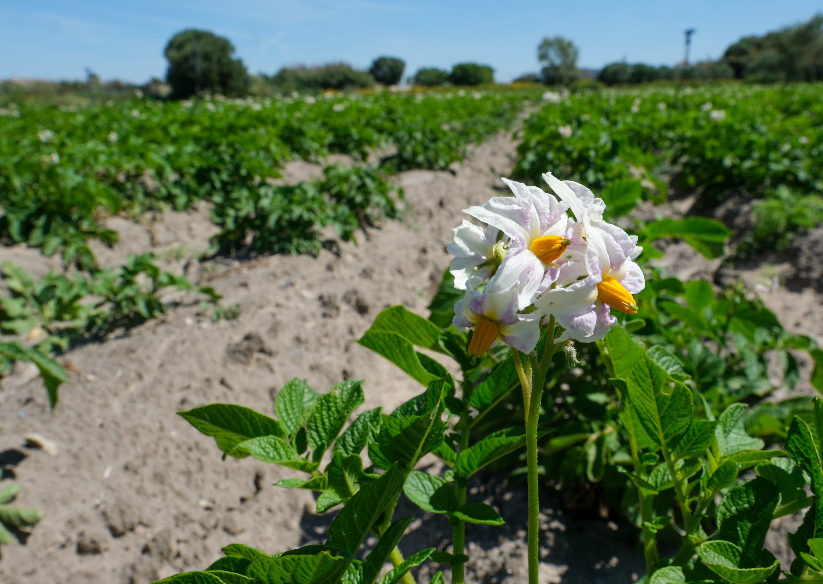 Fotos: Imágenes de una jornada de trabajo junto a los agricultores en El Palmar