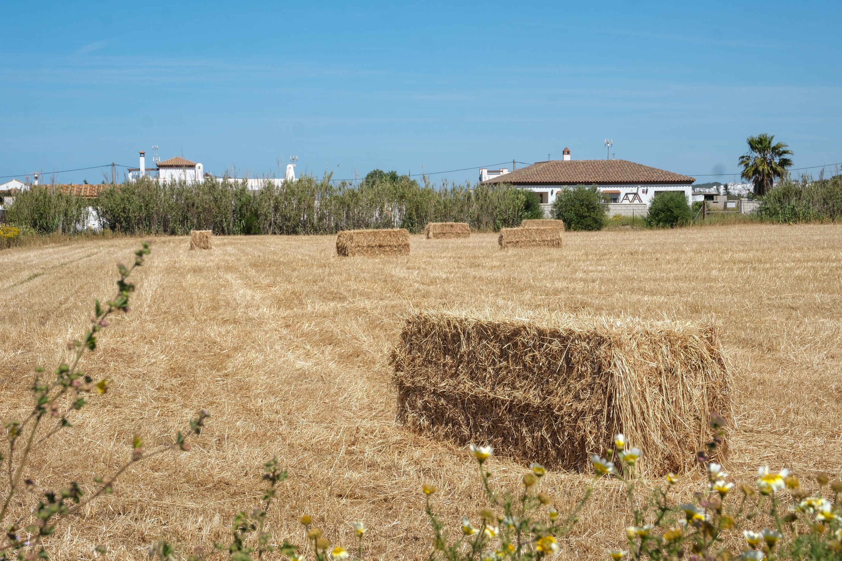 Fotos: Imágenes de una jornada de trabajo junto a los agricultores en El Palmar