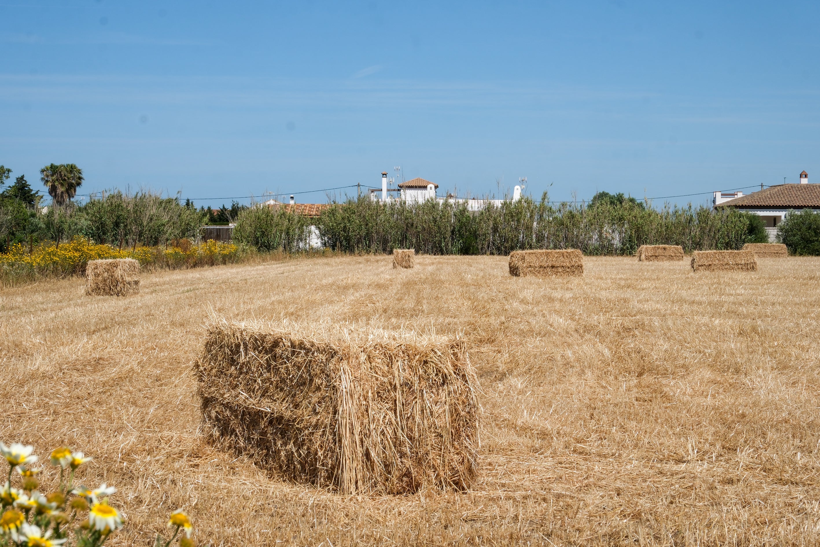 Fotos: Imágenes de una jornada de trabajo junto a los agricultores en El Palmar