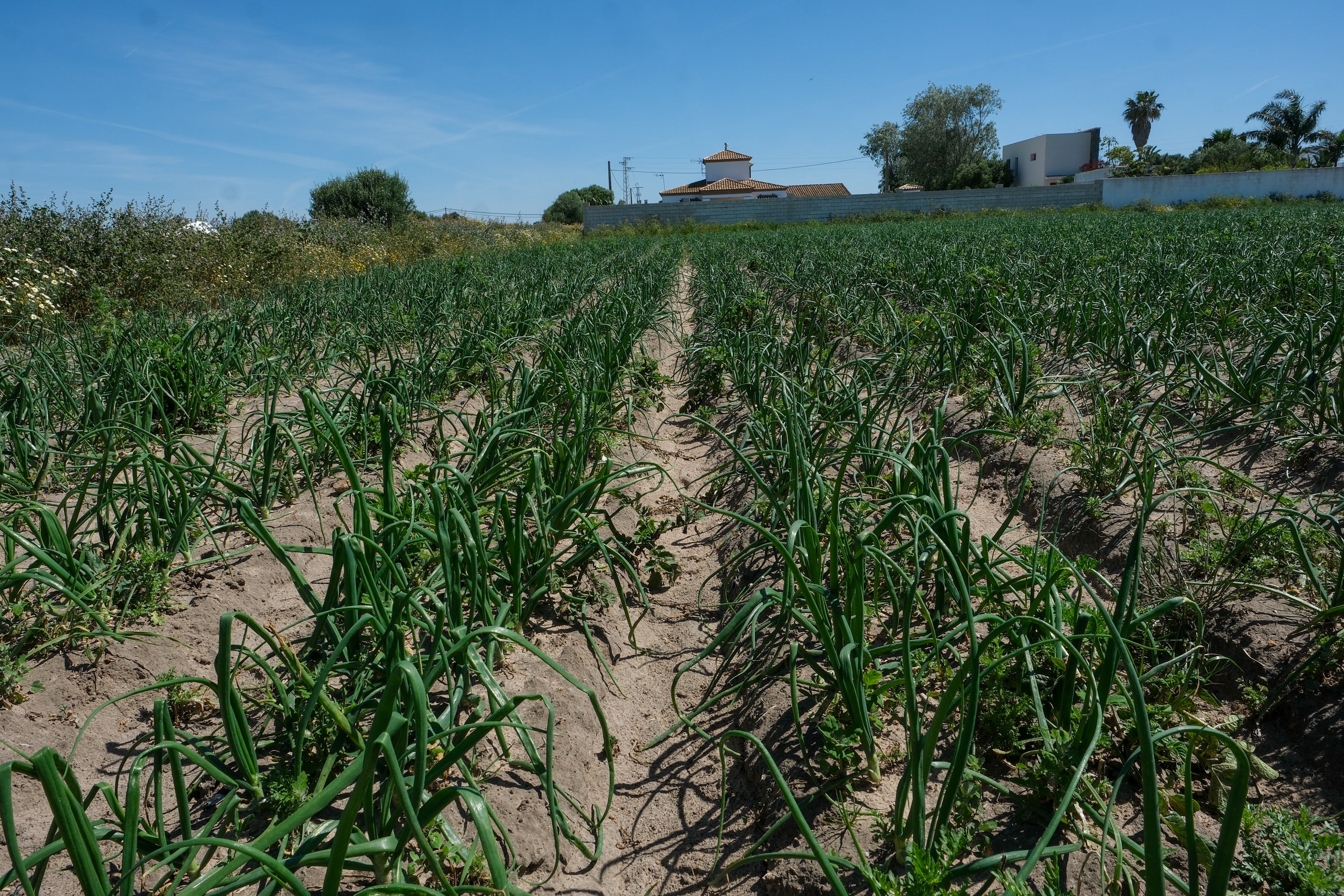 Fotos: Imágenes de una jornada de trabajo junto a los agricultores en El Palmar