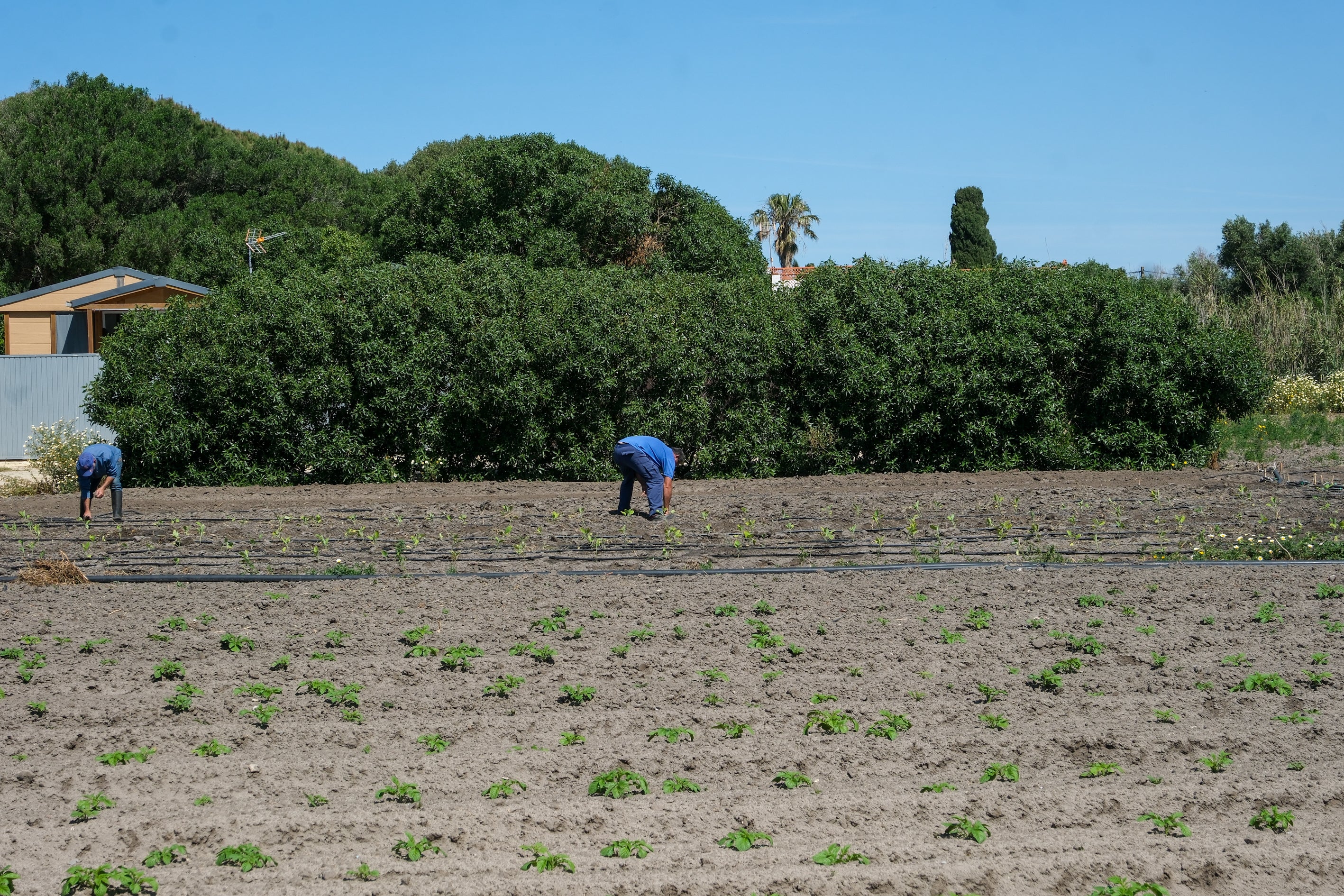 Fotos: Imágenes de una jornada de trabajo junto a los agricultores en El Palmar