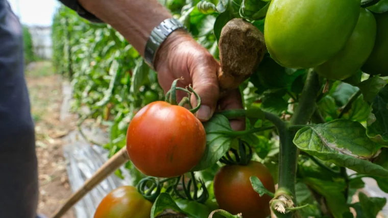 Mata de tomates en El `Palmar (Vejer)
