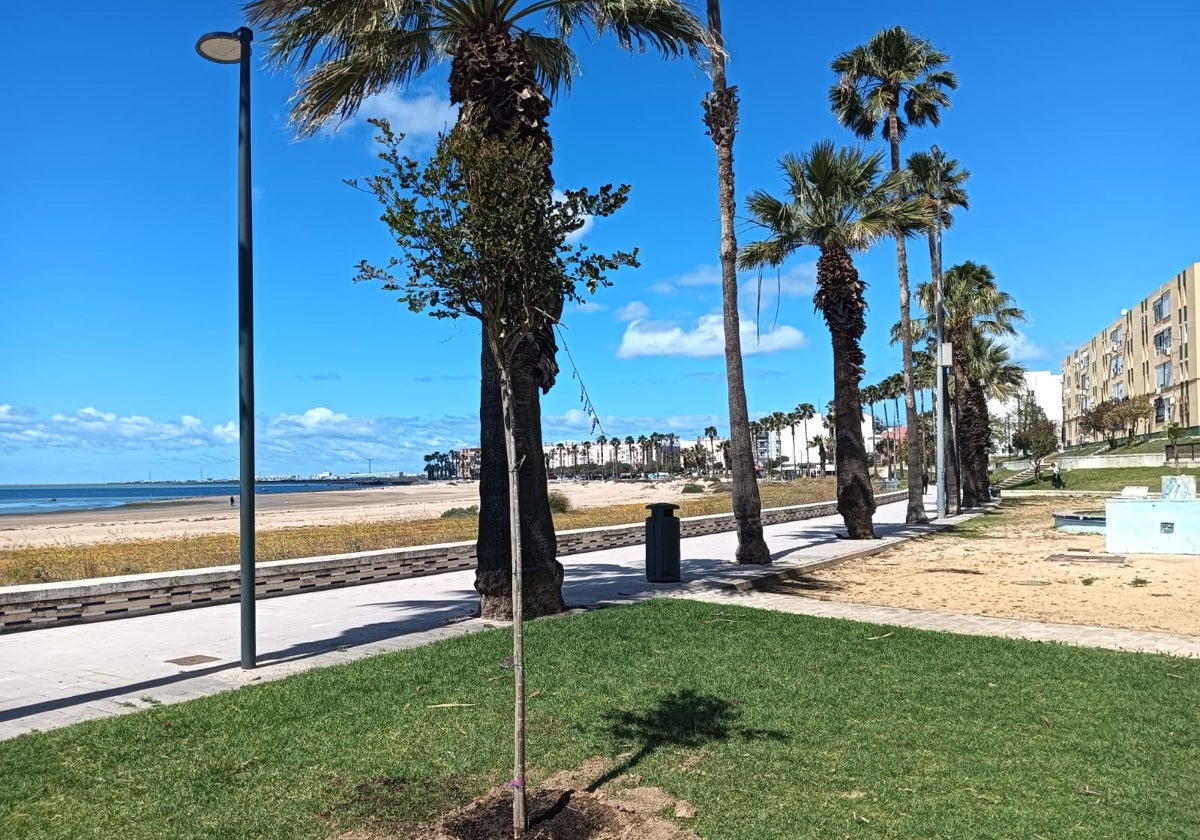 Mejoras en la playa de la Cachucha de Puerto Real