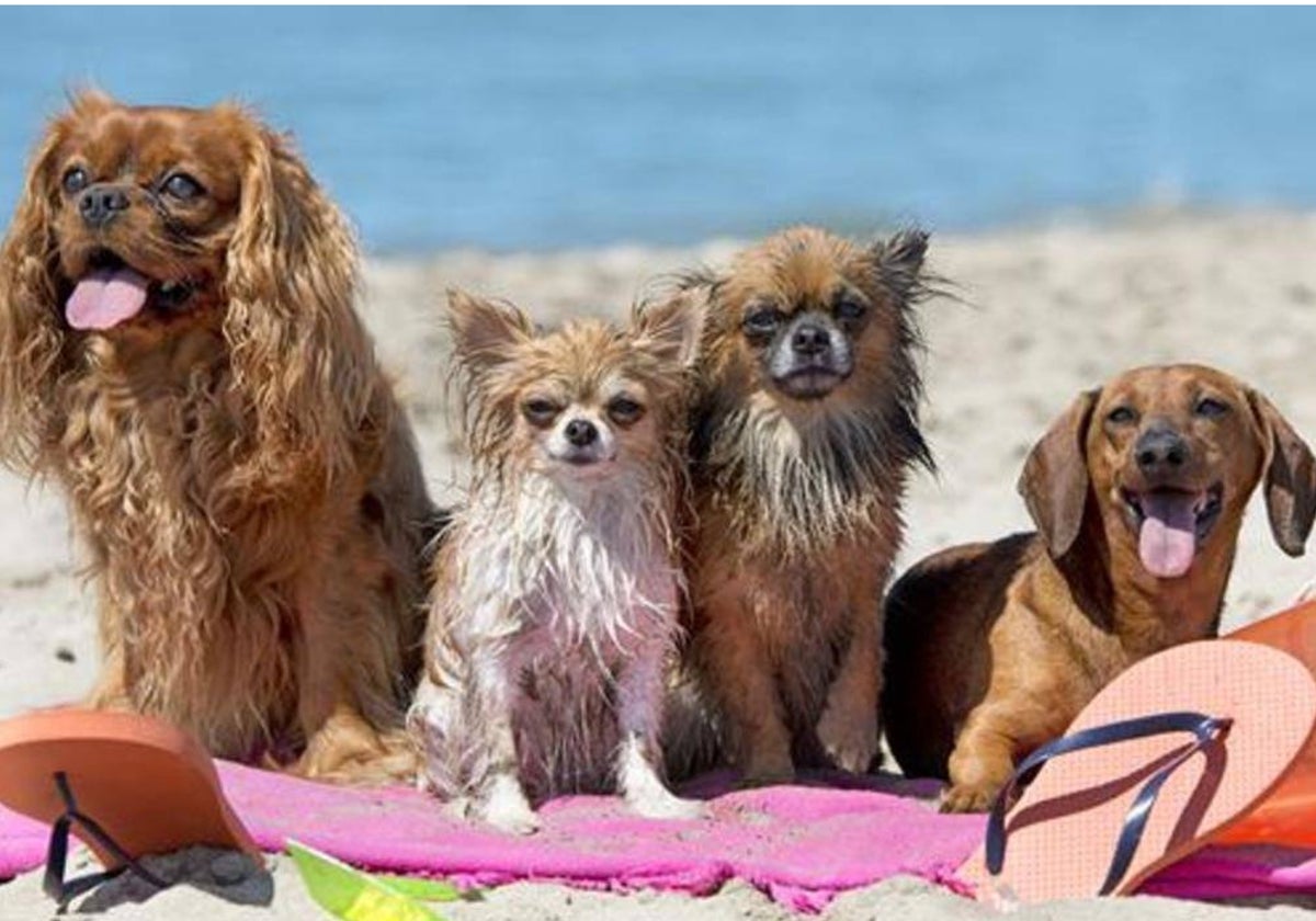 Una playa para perros nunca tendrá la Bandera Azul