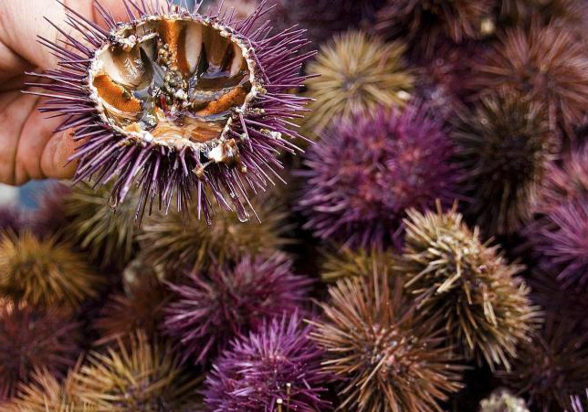 La Junta abre la convocatoria de ayudas para compensar la parada temporal del marisqueo del erizo de mar y ortiguilla en el Mediterráneo