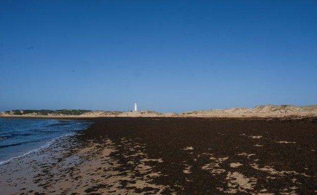 Orilla repleta del alga asiática