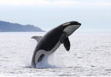 Las orcas atacan de nuevo en el Estrecho de Gibraltar y hunden un buque de 15 metros