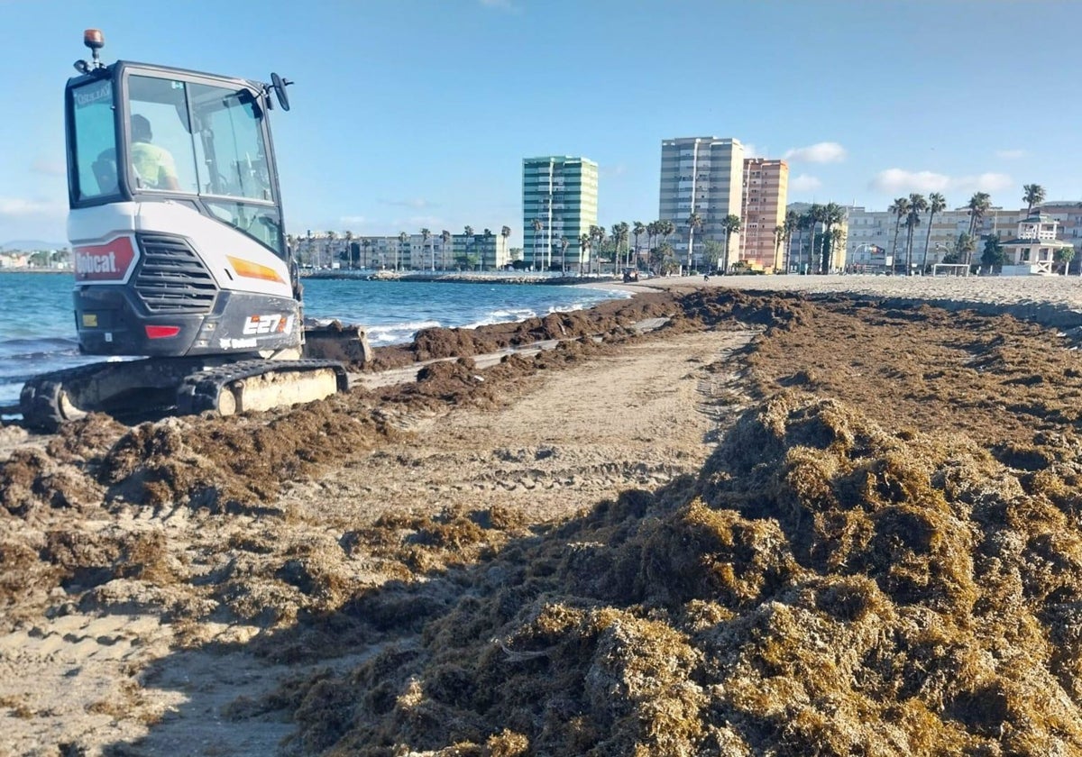 La mayor acumulación de alga asiática en lo que va de año se registra en la playa de Poniente de La Línea