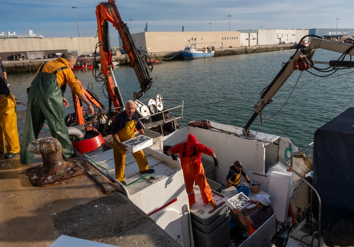 Descarga de boquerones en la lonja de Cádiz el pasado jueves